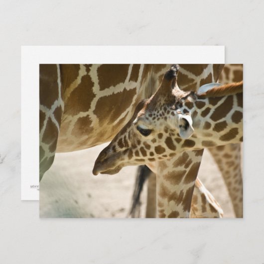 Giraffe ・ Postkarte (Vorne/Hinten)