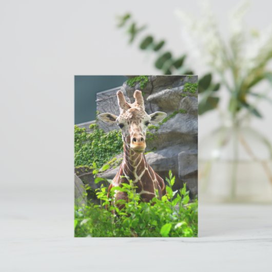 Giraffe Postkarte (Stehend Vorderseite)