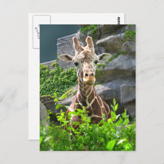 Giraffe Postkarte (Vorne/Hinten)