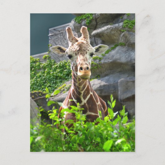 Giraffe Postkarte (Vorderseite)