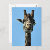 GIRAFFE POSTKARTE (Vorne/Hinten)