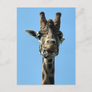 GIRAFFE POSTKARTE