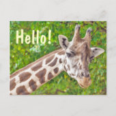 Giraffe Postkarte (Vorderseite)