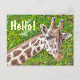 Giraffe Postkarte