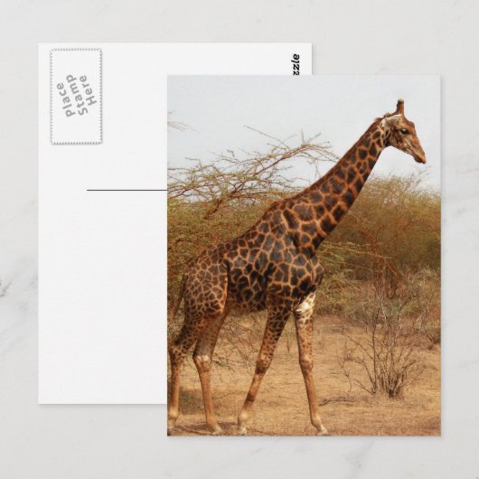 Giraffe Postkarte (Vorne/Hinten)