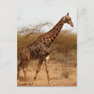 Giraffe Postkarte