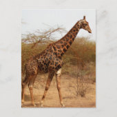 Giraffe Postkarte (Vorderseite)