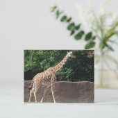 Giraffe Postkarte (Stehend Vorderseite)