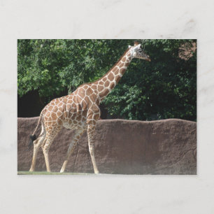 Giraffe Postkarte
