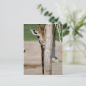 Giraffe Postkarte (Stehend Vorderseite)