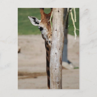 Giraffe Postkarte