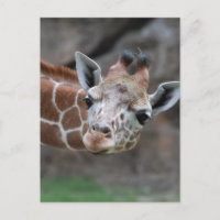 Giraffe Postkarte