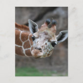 Giraffe Postkarte (Vorderseite)