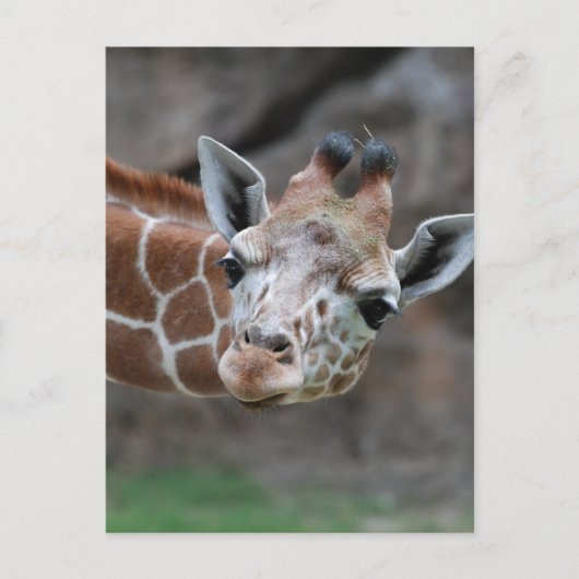 Giraffe Postkarte (Vorderseite)