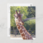 Giraffe Postkarte (Vorne/Hinten)
