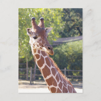 Giraffe Postkarte