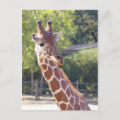 Giraffe Postkarte (Vorderseite)