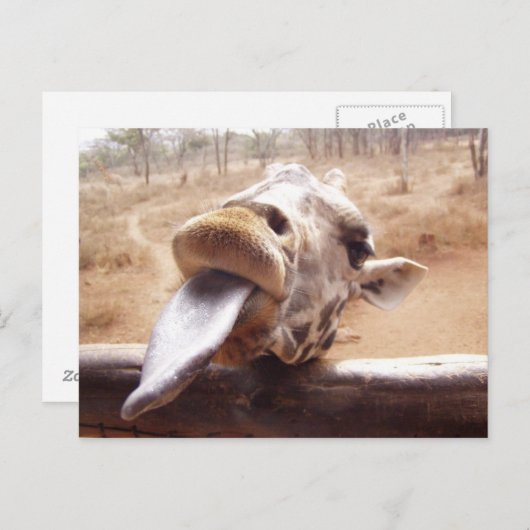 giraffe postkarte (Vorne/Hinten)