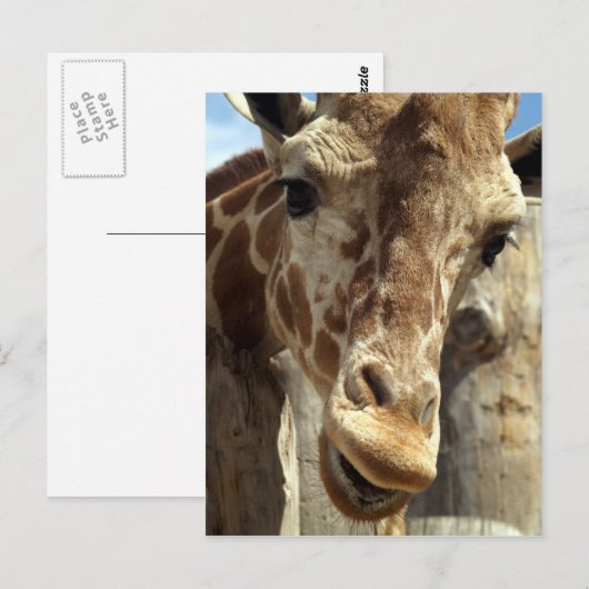 Giraffe Postkarte (Vorne/Hinten)