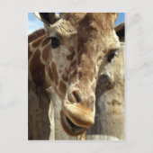 Giraffe Postkarte (Vorderseite)