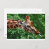 Giraffe Postkarte (Vorne/Hinten)