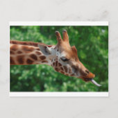 Giraffe Postkarte (Vorderseite)