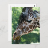 Giraffe Postkarte (Vorne/Hinten)