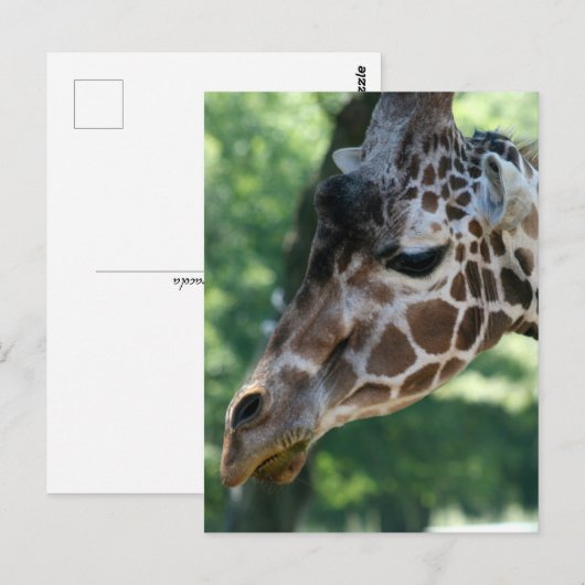 Giraffe Postkarte (Vorne/Hinten)