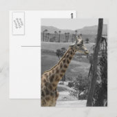 Giraffe Postkarte (Vorne/Hinten)