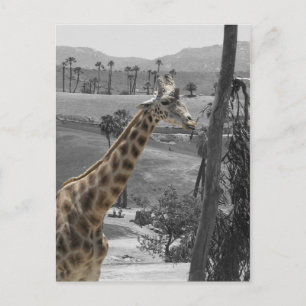 Giraffe Postkarte