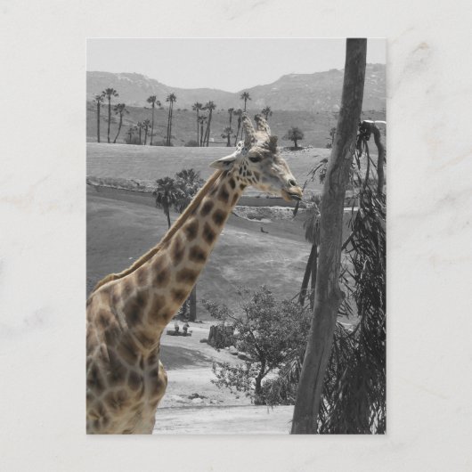 Giraffe Postkarte (Vorderseite)