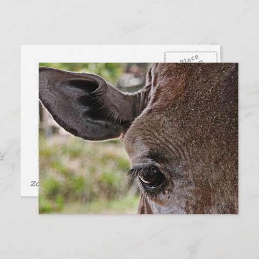 Giraffe Postkarte (Vorne/Hinten)