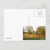 Giraffe Postkarte (Rückseite)