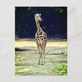 Giraffe Postkarte
