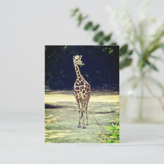 Giraffe Postkarte (Stehend Vorderseite)