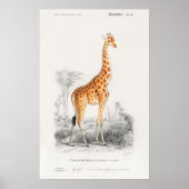 Giraffe Print Poster (Vorne)
