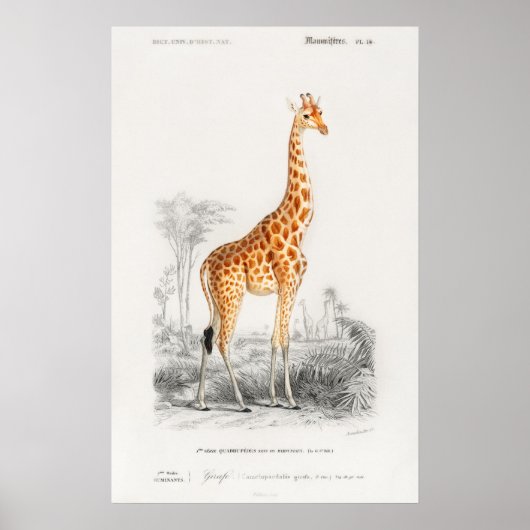 Giraffe Print Poster (Vorne)