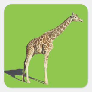 Giraffe Quadratischer Aufkleber