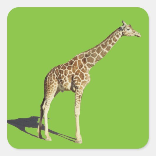 Giraffe Quadratischer Aufkleber (Vorderseite)