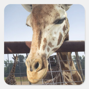 Giraffe Quadratischer Aufkleber