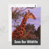 Giraffe Rette unsere Wildlife Postkarte (Vorne/Hinten)