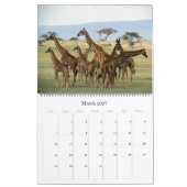 Giraffe Safari 2025 großer Kalender (Mär 2027)