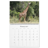 Giraffe Safari 2025 großer Kalender (Feb 2027)