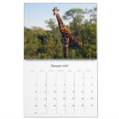 Giraffe Safari 2025 großer Kalender (Jan 2027)