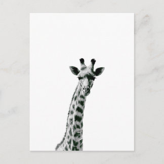 Giraffe Schwarz und Weiß Postkarte