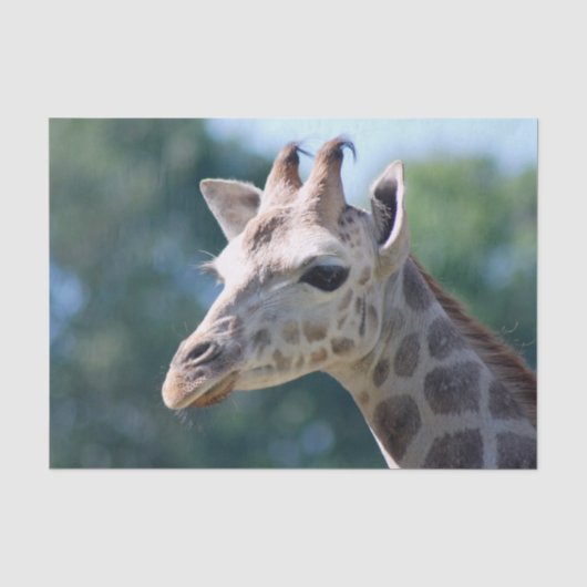 Giraffe Seidenpapier (Vorderseite)