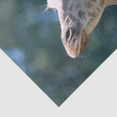 Giraffe Seidenpapier (Ausschnitt)