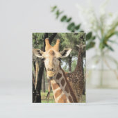 Giraffe sieht aus postkarte (Stehend Vorderseite)
