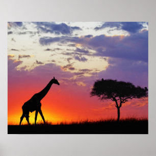 Giraffe, Silhouette bei Sonnenaufgang, Giraffa Poster