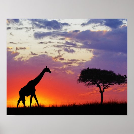 Giraffe, Silhouette bei Sonnenaufgang, Giraffa Poster (Vorne)